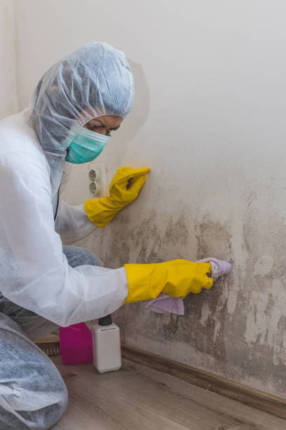 Best Real Estate Mold Inspection  in Cape Coral, FL