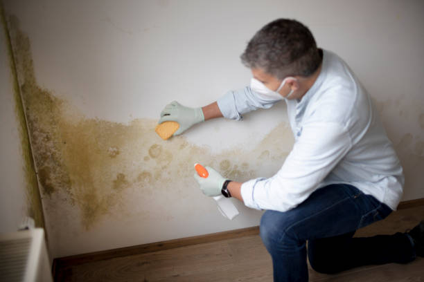 Best Mold Damage Restoration  in Cape Coral, FL