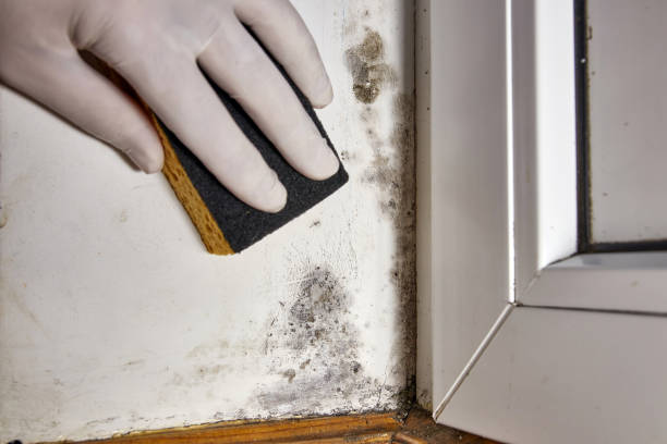Best Post-Remediation Verification Testing  in Cape Coral, FL